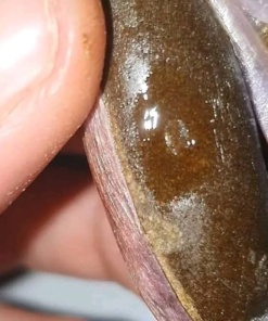 Kiwi Egg Hash - Image 3